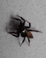 Euophryini