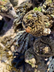 Pyura praeputialis