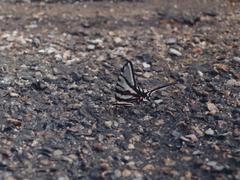 Protographium epidaus