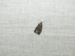 Syricoris lacunana