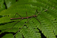Ceroys perfoliatus