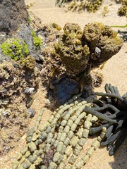 Pyura praeputialis
