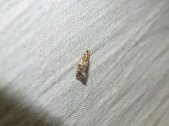Syricoris lacunana