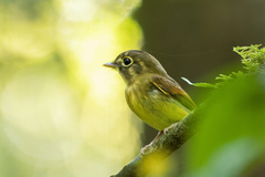 Platyrinchus leucoryphus