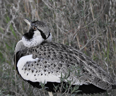 Lissotis melanogaster