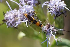 Belotus bicolor