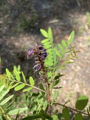 Amorpha