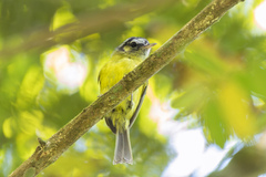 Pogonotriccus eximius