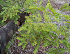 Callisthene microphylla