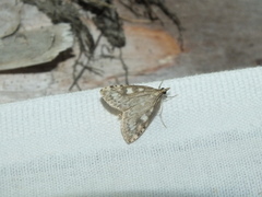 Udea olivalis