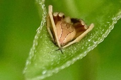 Acacesia hamata