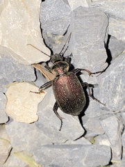 Calosoma argentinense