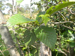 Alnus acuminata