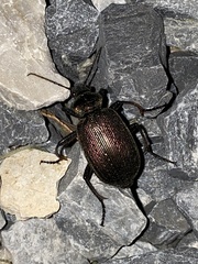 Calosoma argentinense