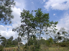 Alnus acuminata