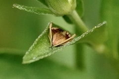 Acacesia hamata