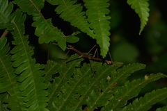 Ceroys perfoliatus