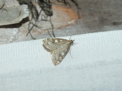 Udea olivalis