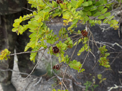 Callisthene microphylla