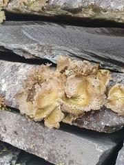 Umbilicaria hyperborea