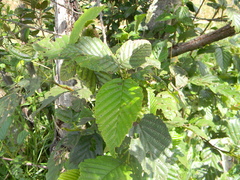 Alnus acuminata
