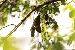 Tamarindus indica