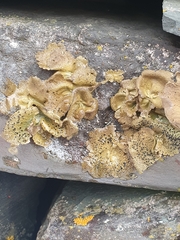 Umbilicaria hyperborea