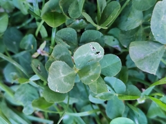 Trifolium repens