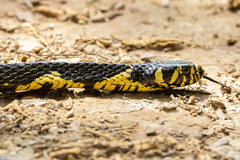 Spilotes pullatus