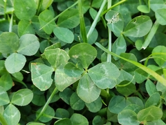 Trifolium repens