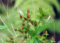 Hypericum adpressum