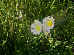 Bellis sylvestris