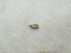 Epermenia falciformis