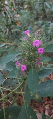 Ruellia inundata
