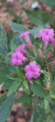Ruellia inundata