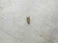 Epermenia falciformis