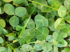Trifolium repens