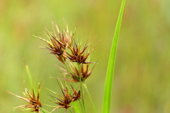 Rhynchospora macrostachya