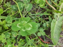 Trifolium repens