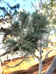 Cupressus lusitanica