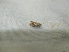 Epermenia falciformis