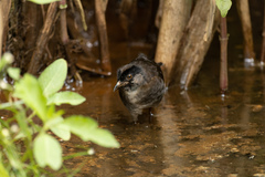 Laterallus leucopyrrhus