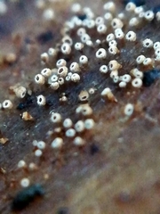 Cyphellaceae