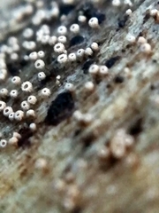 Cyphellaceae