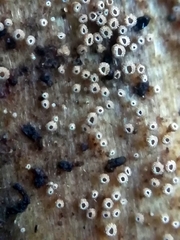 Cyphellaceae