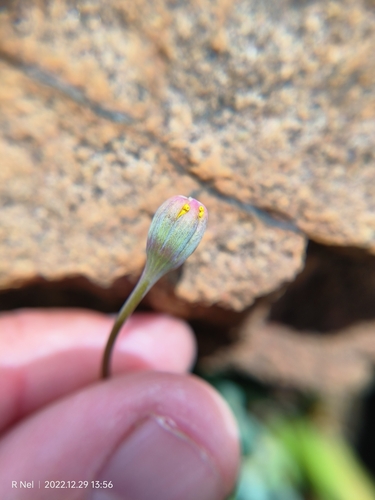 Crassothonna patula, photograph 6
