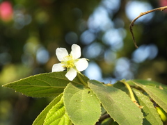 Muntingia calabura