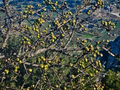 Pyrus elaeagrifolia