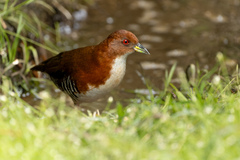 Laterallus leucopyrrhus