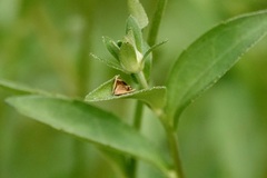 Acacesia hamata